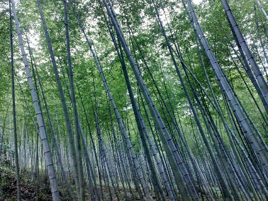 Photos of Bamboo Park