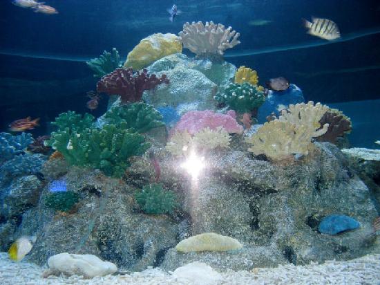 Photos of Beihai Underwater World