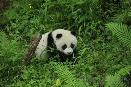 Photos of China Conservation and Research Center for the Giant Panda