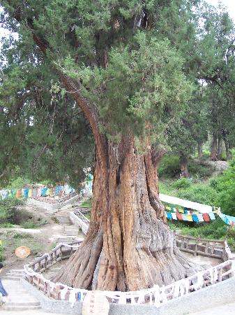 Photos of Giant Cypress Nature Reserve of Bajie, Nyingchi