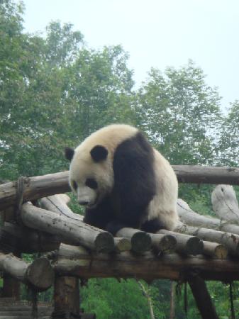 Photos of Giant Panda Breeding Research Base (Xiongmao Jidi)