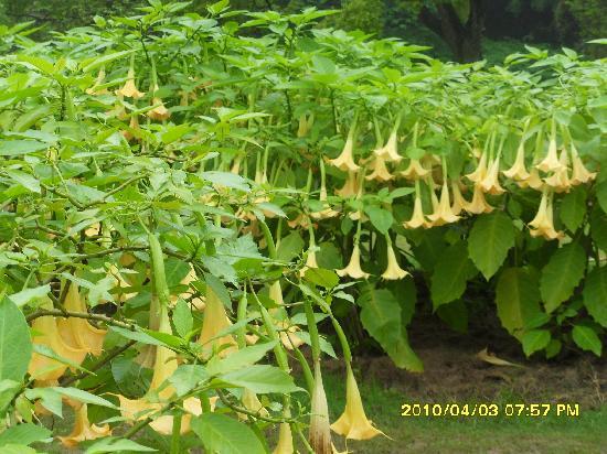Photos of Guangxi Medicinal Botanical Garden