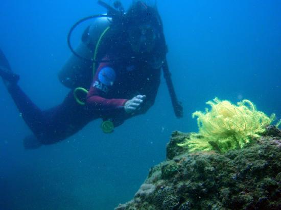 Photos of Hainan Diving