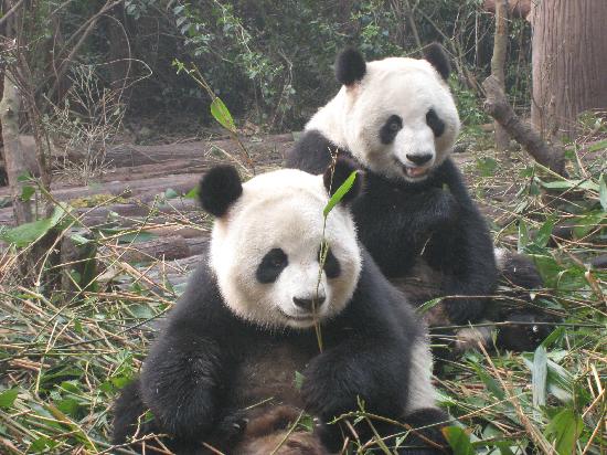 Photos of Hetaoping Research and Conservation Center for the Giant Panda