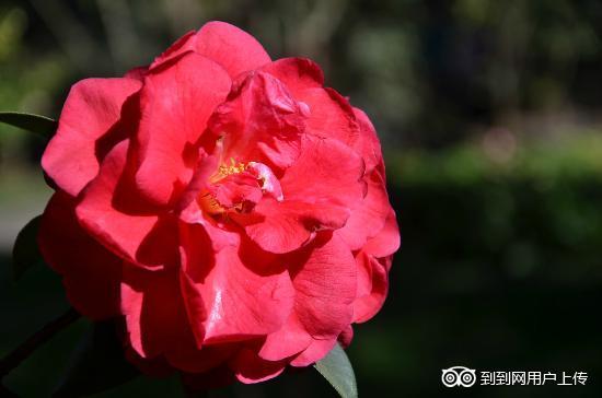 Photos of Kunming Botanical Garden