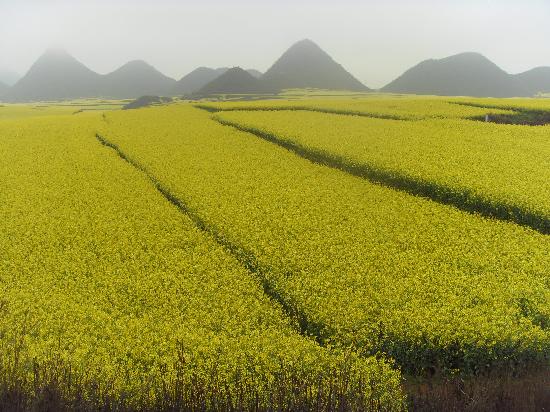 Photos of Luoping Rape Flower Cultural Tourism Festival