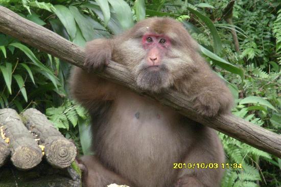 Photos of Mt. Emei Natural Ecology Monkey Reserve
