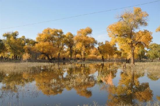 Photos of National Nature Reserve of Populus