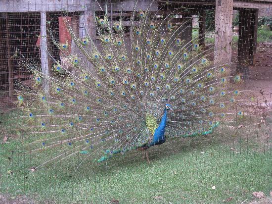 Photos of Peacock Garden, Sipsongpanna