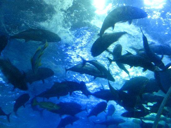 Photos of Qingdao Underwater World