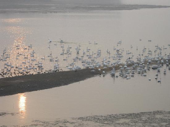 Photos of Sanmenxia Swan Viewing Area