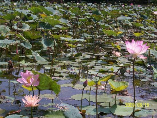 Photos of Sanshui Lotus World
