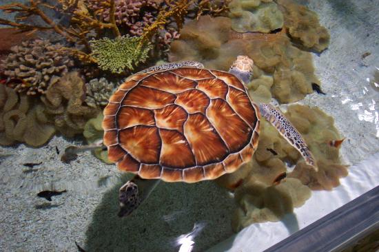 Photos of Shanghai Ocean Aquarium