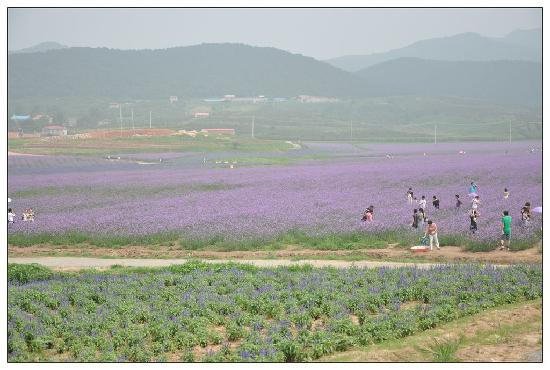 Photos of Shenyang Purple Vapor Lavender Manor