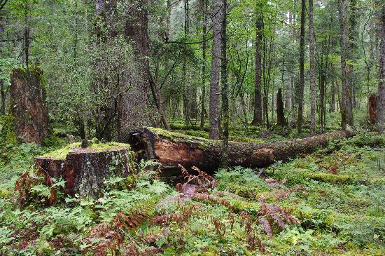 Photos of Spruce Forest of Gang Country, Bomi County