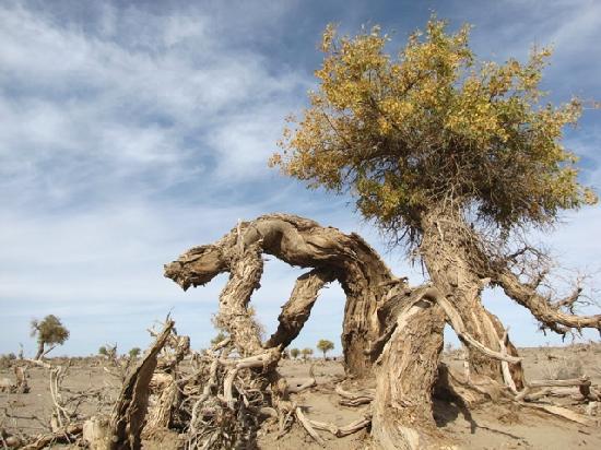 Photos of Strange Forest