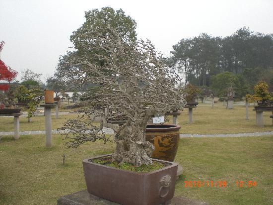 Photos of The Baos′ Garden