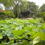 Photos of Shen Yuan (Shen Garden)
