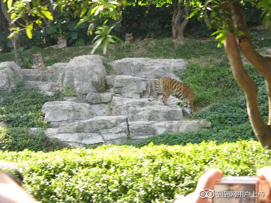 Photos of Xiangjiang Safari Park
